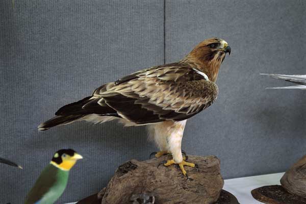 2005-aquila minore